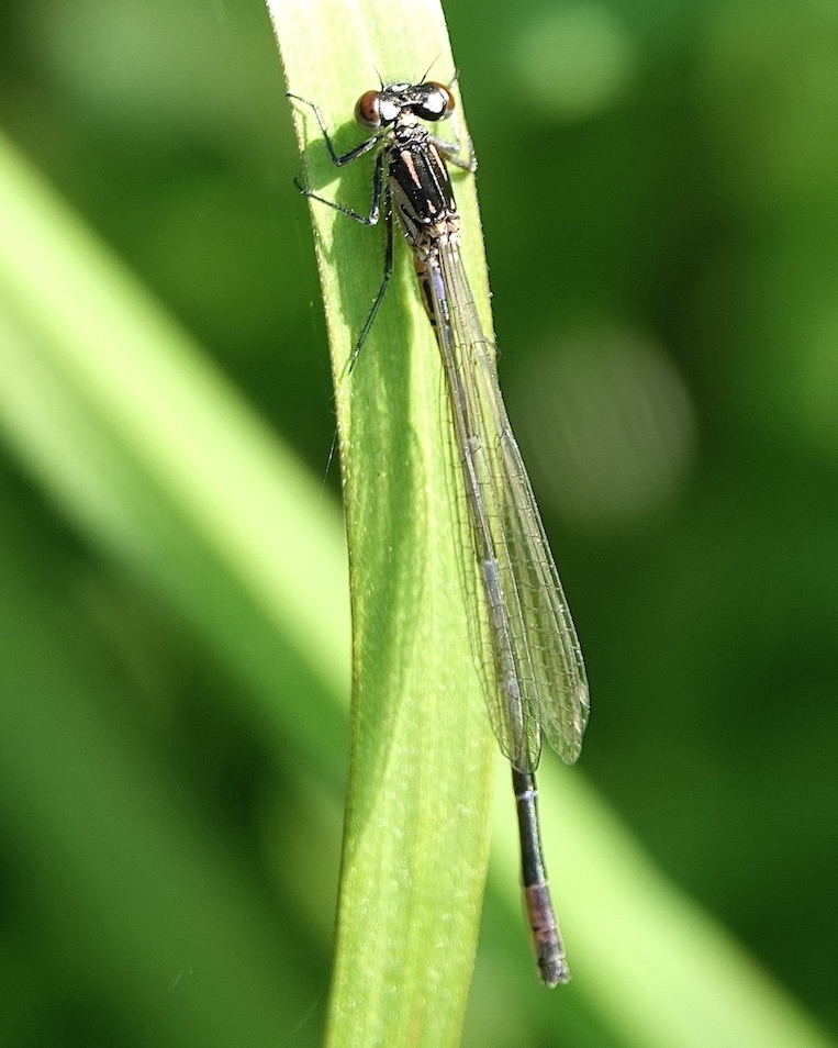 imm variable damselfly